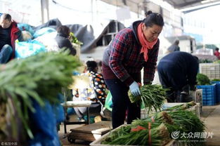 濟南實行“雙證制”管理，守護韭菜安全從源頭抓起